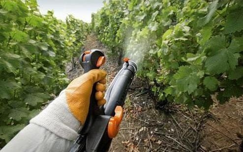 Обработка фунгицидом земли в винограднике