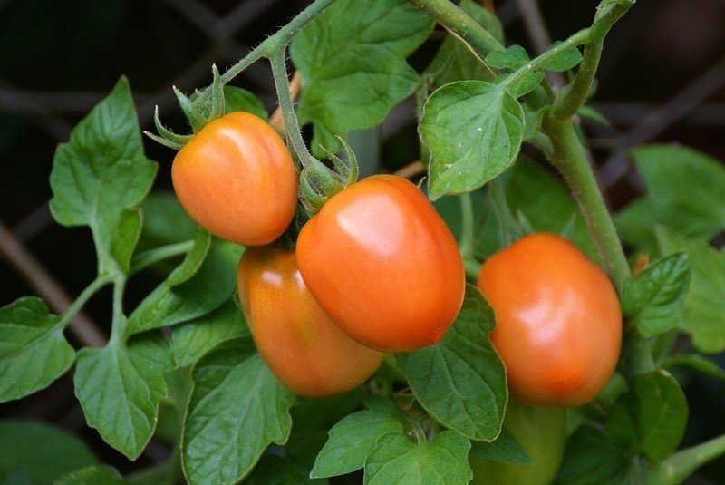 Семена томат золотая королева