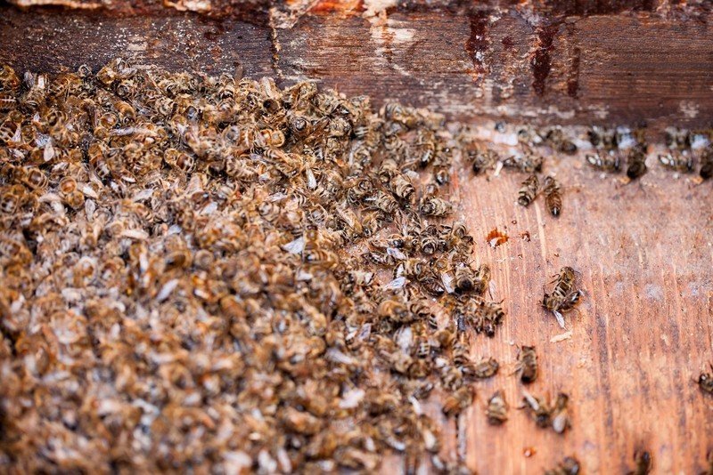 Пчелы в улье