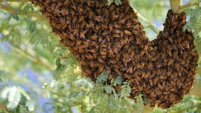 5 действенных способов изготовления отравы для пчел