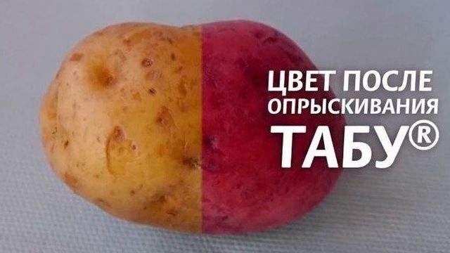 Табу – надежная защита картофельных грядок от колорадского жука