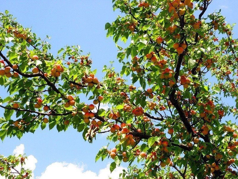 Абрикос краснощекий дерево