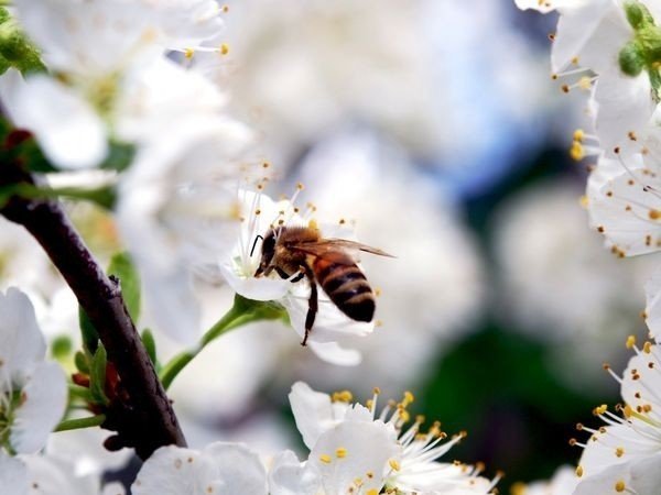 Пчела на цветущей вишне