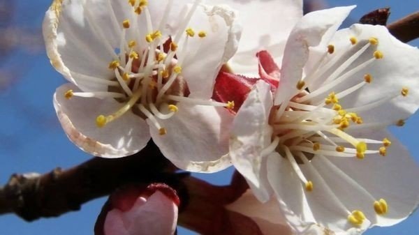 Яблоня и абрикос цветение