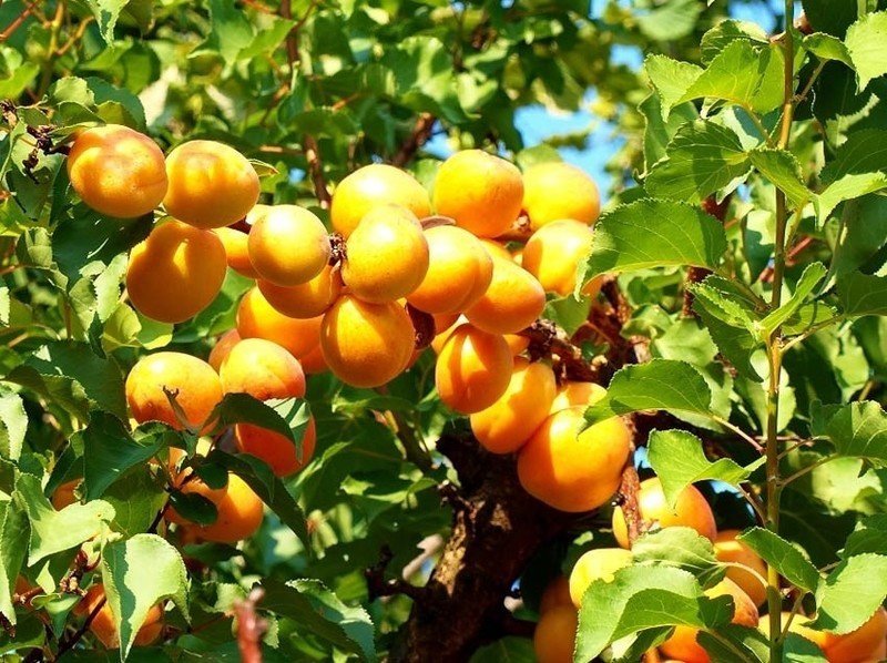 Плодоношение абрикоса «триумф северный»