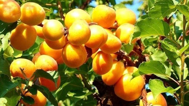 Сорт абрикоса Триумф Северный: описание и советы по выращиванию