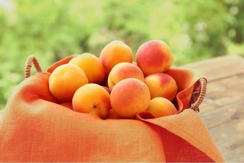 Вкусные абрикосы сорта «триумф северный»