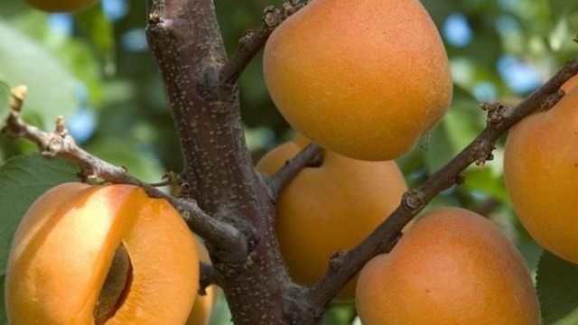 Сорта абрикосов для средней полосы России