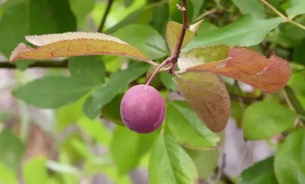 Яблоня декоративная makamik
