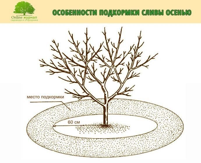 Приствольный круг плодовых деревьев