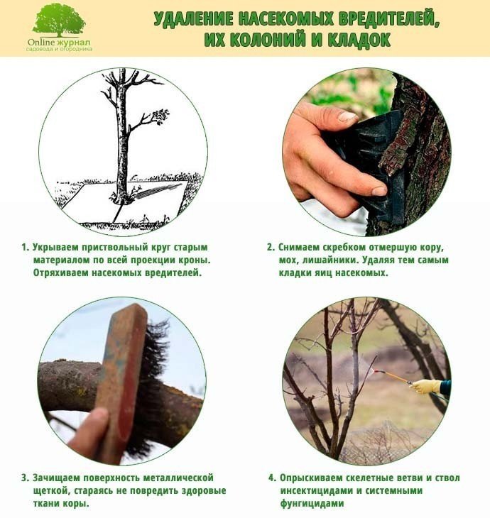 Схема подготовки дерева к зиме