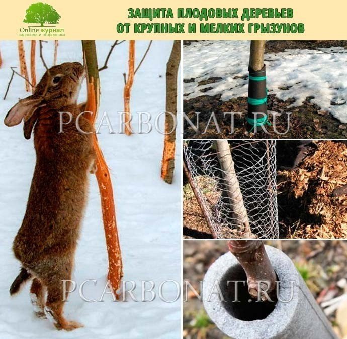 Защита деревьев от зайцев на зиму