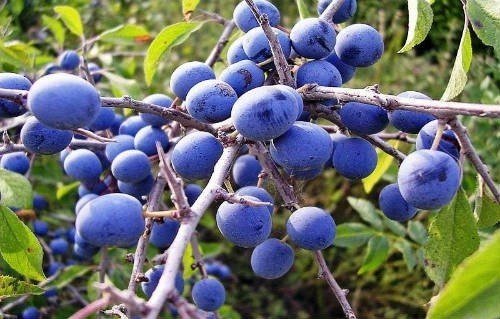 Синяя ягода кустарник