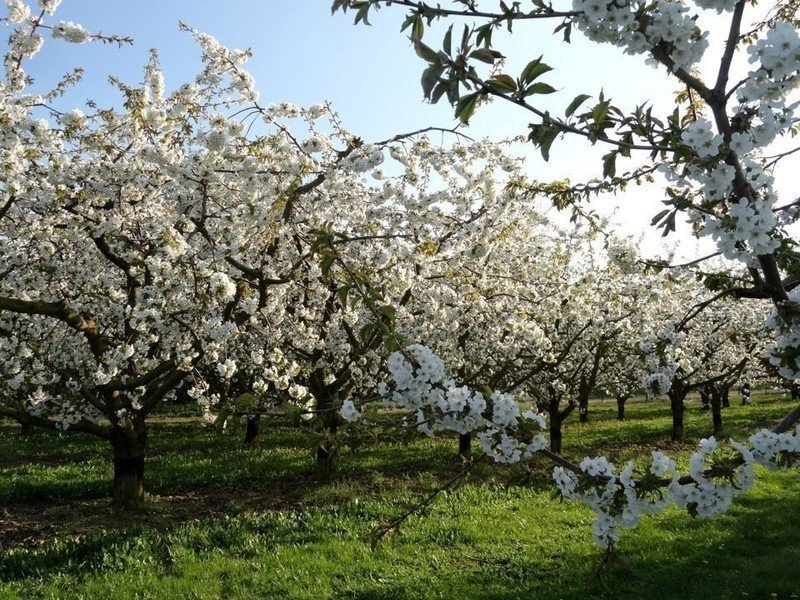 Парк коломенское яблоневый сад цветут