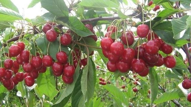 Сорт вишни Память Еникеева: описание и характеристики, урожайность и выращивание