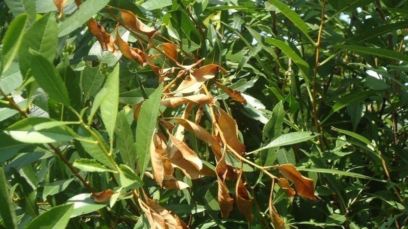 Курчавость листьев персика