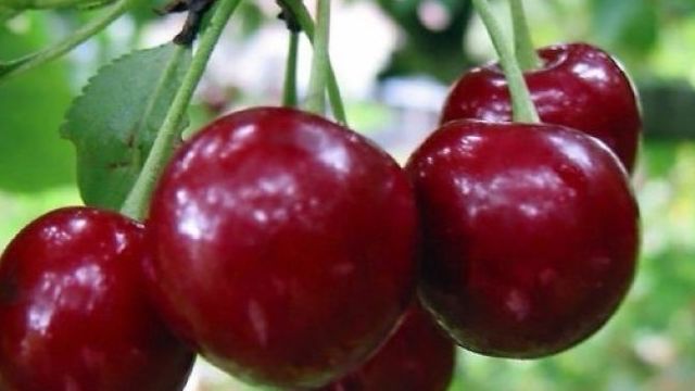 Сорта вишни: описание поздних и ранних разновидностей, виды с самыми сладкими плодами