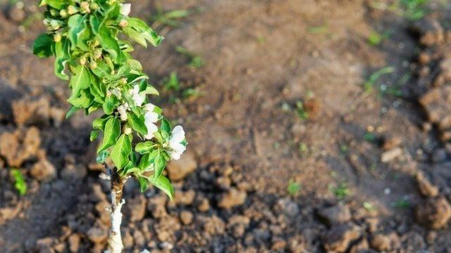 Колоновидные яблони для Сибири: сорта, отзывы, посадка и уход, фото, подготовка к зиме, выращивание
