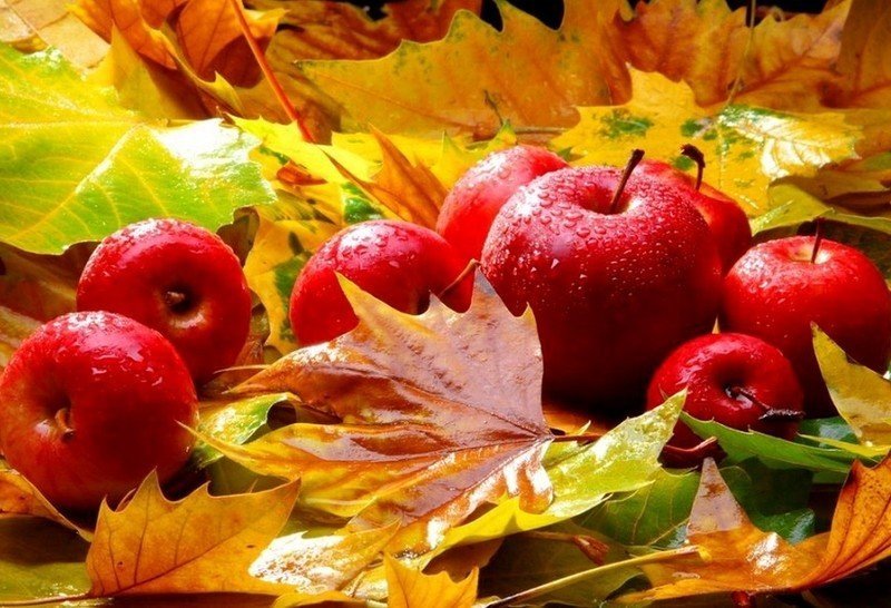 Осень листья фрукты