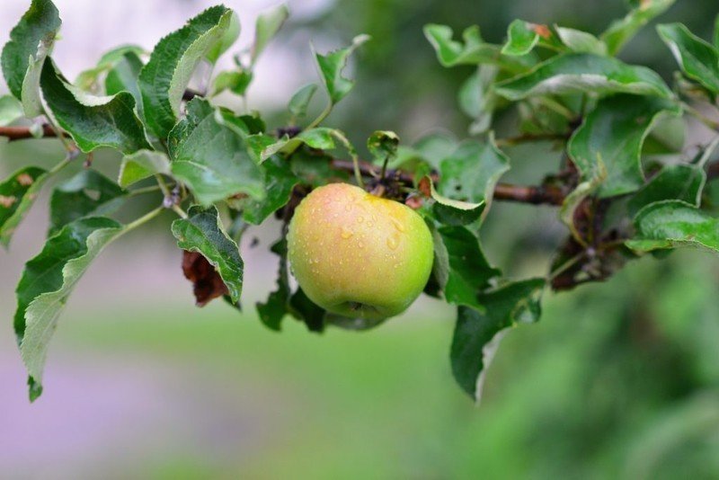 Сорт яблони степановка