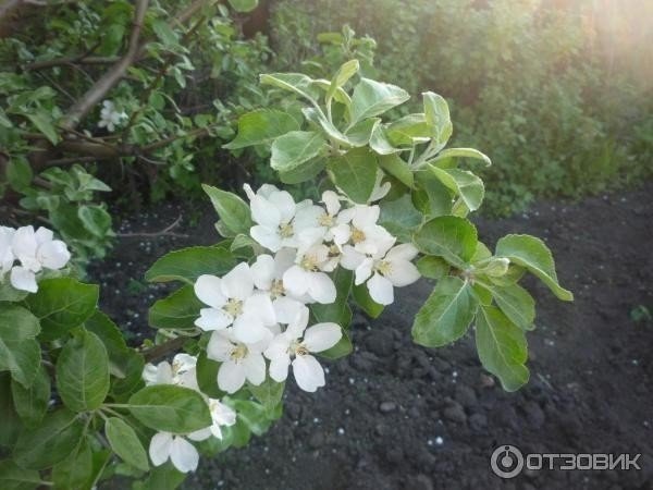 Яблоня китайка цветы