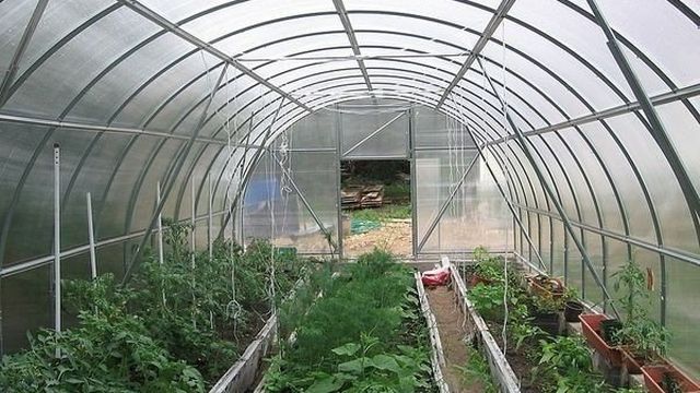 Основные правила схемы посадки томатов в теплице 3х6