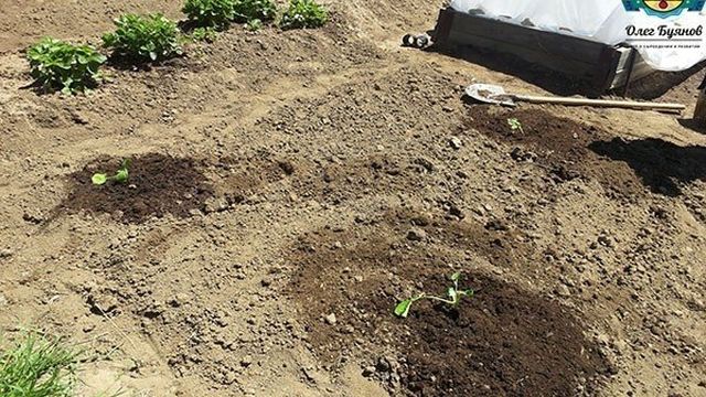 Как вырастить большие кабачки? Основы ухода: подкормки, прищипывание, полив и сбор урожая!
