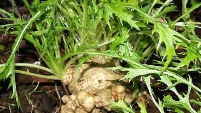Правила посева и особенности выращивания японской капусты