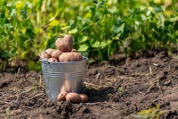 Картошка в поле красиво