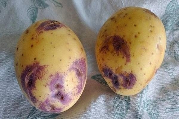 Сорт картофеля иван да шура