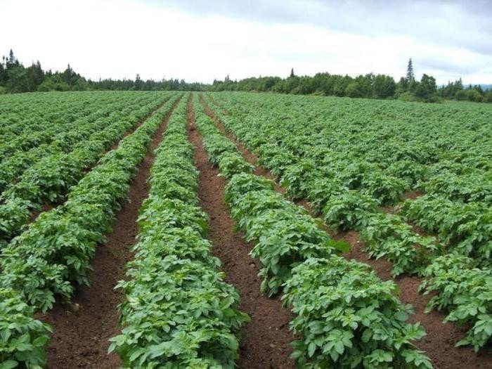 Невский картофель урожайность