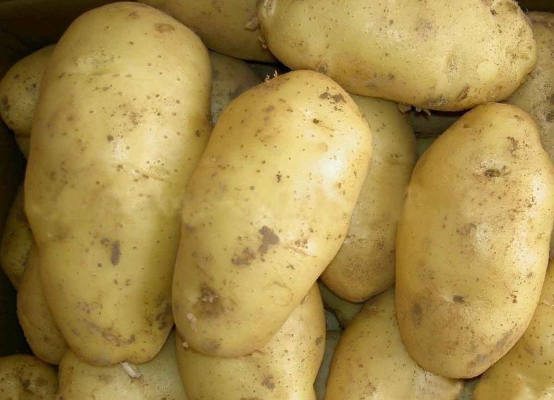 Картофель сорт лабадия