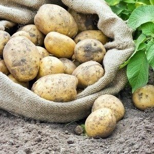 Сорта картофеля лазарь