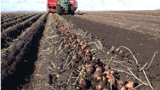 Сорта картофеля белорусской селекции: как называются, описание и характеристики