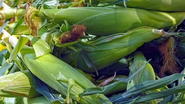 История кукурузы
