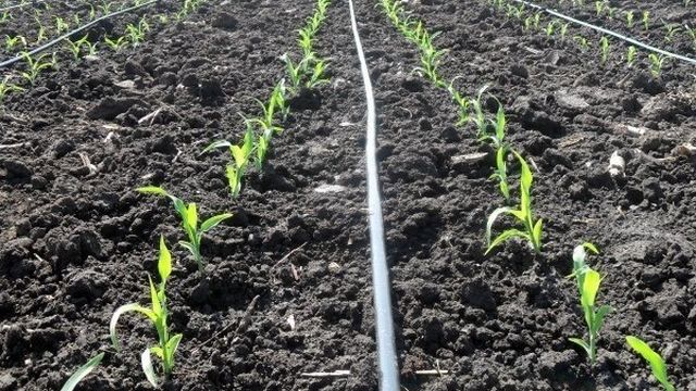 Сахарная кукуруза: выращивание и уход