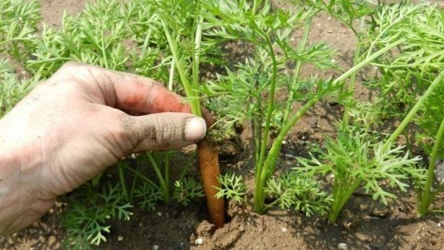Морковь с «говорящим» названием Роте Ризен или Красный великан