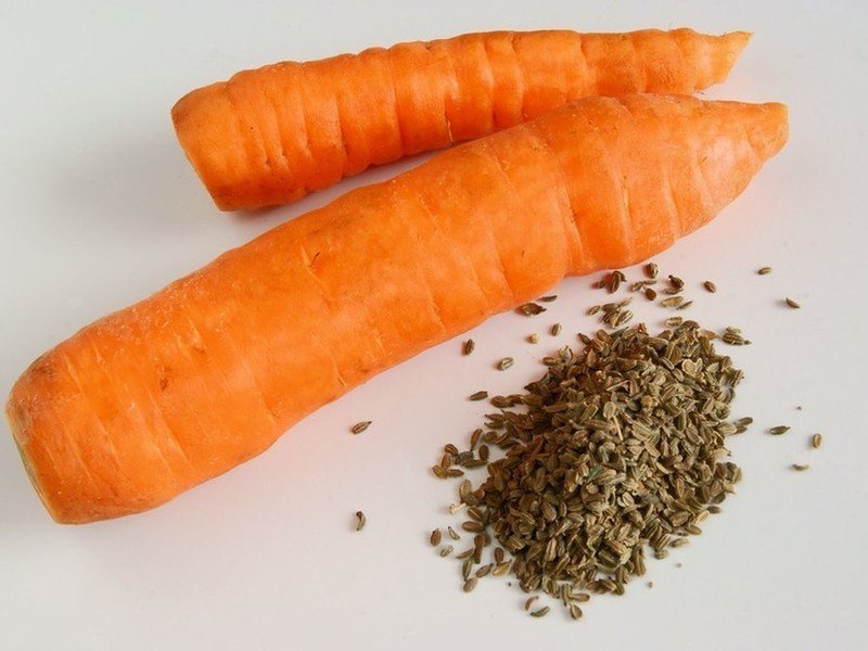 Морковь сорт нандрин