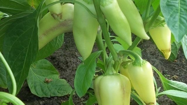Перец сладкий «Белозерка»: характеристика и описание сорта, урожайность, отзывы
