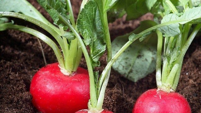 Популярные сорта редиса: выращивание их в огороде и на подоконнике