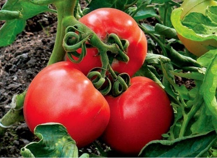 Красные томаты на земле