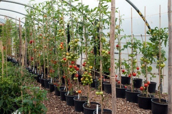 Монти дон на загородном выращивание помидоров
