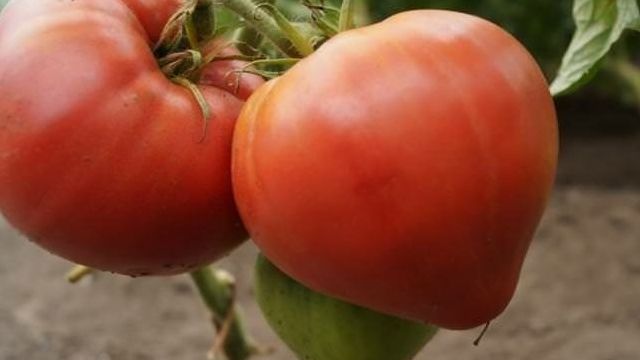 Лучшие сорта помидор для Урала в теплице