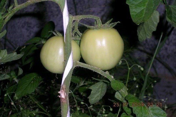 Томат барнаульский консервный сибирский сад
