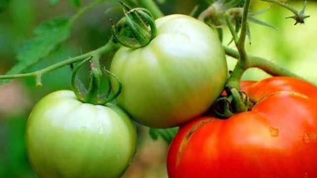 Почему не краснеют помидоры в теплице