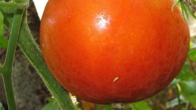 Томат Красный великан: характеристика и описание сорта, отзывы об урожайности, фото семян