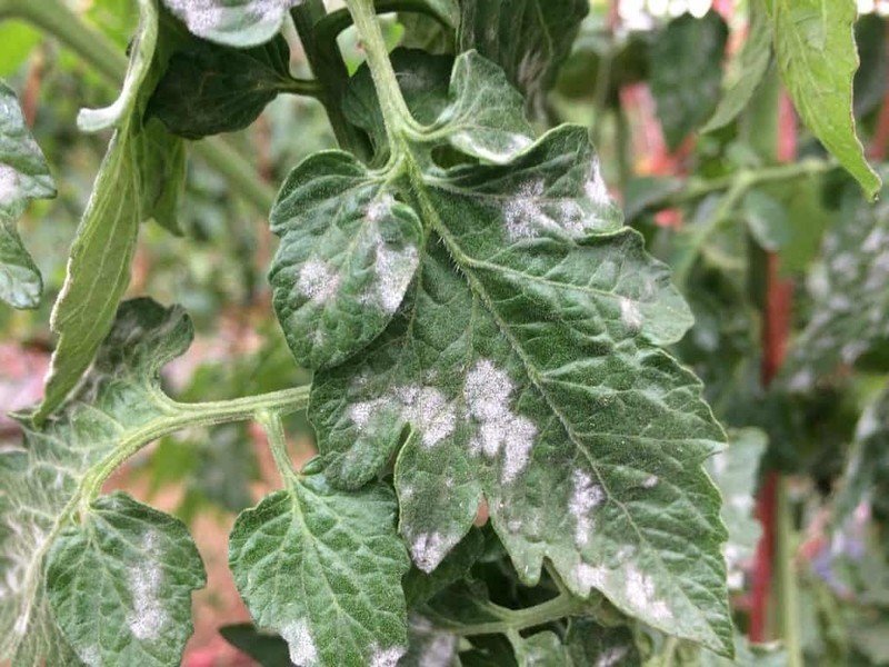 Белые пятна на листьях помидор