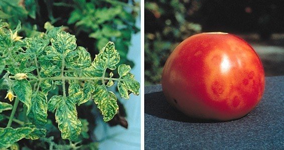 Вирус табачной мозаики на томатах