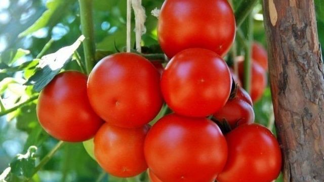 Болезни рассады томатов