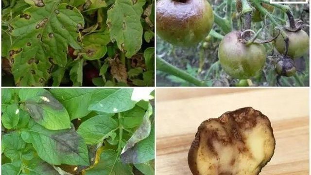 Эффективные народные средства от фитофторы на помидорах и картофеле